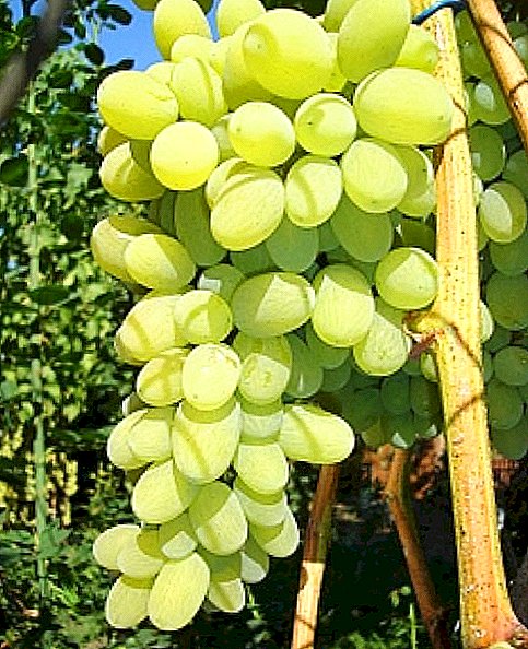 Grade of grapes "Augustine"