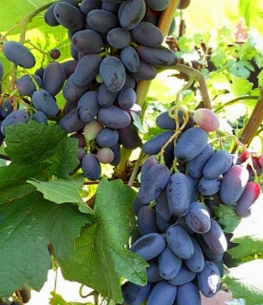 Grade of grapes "Baikonur"