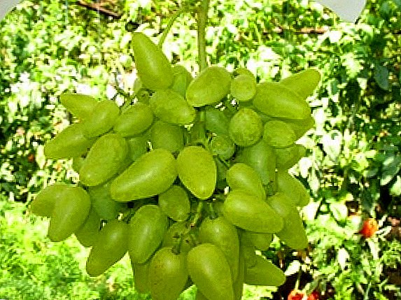 Odmiana winogronowa „Bazhena”