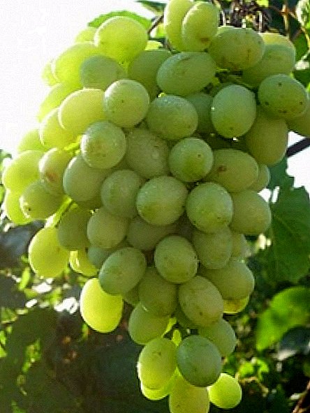 Grape variety "Blagovest"