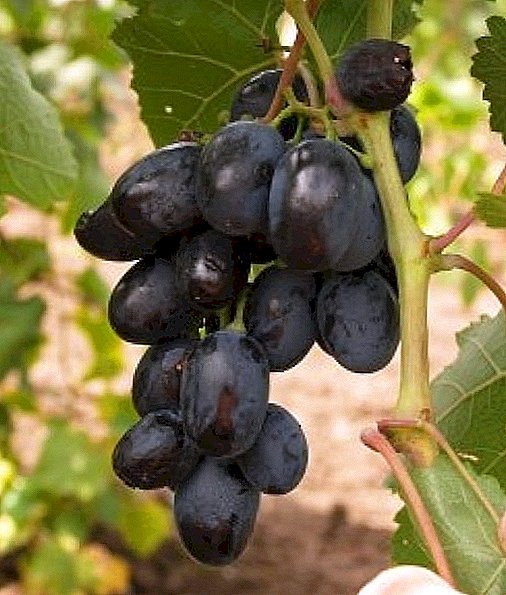 Variedade de uva "Furor"