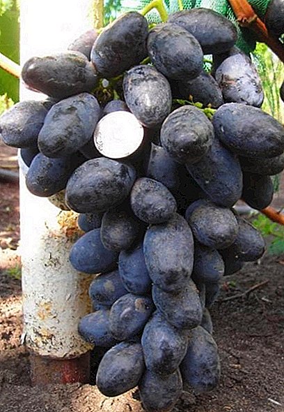 Grape variety "Furor": large berries and cold resistance of black grapes