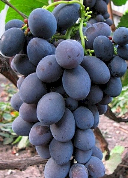 Grape variety "Gala"