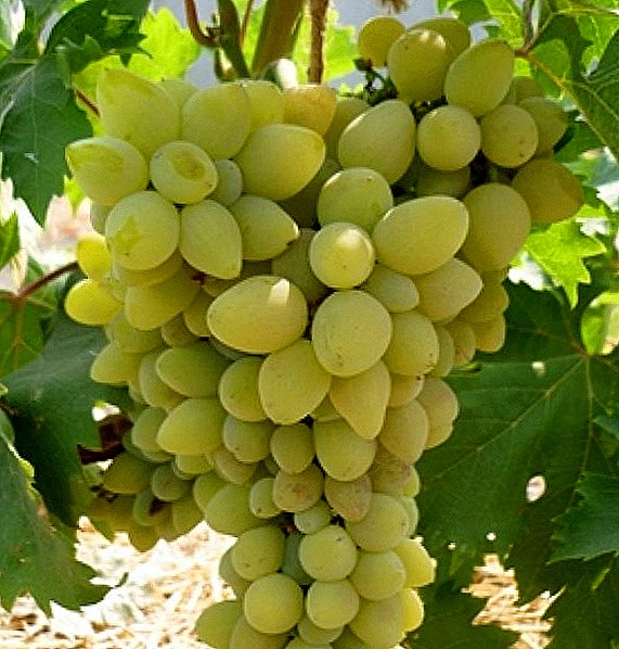 Variedad de uva "Halachi"