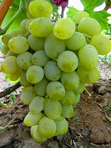 Harold grape variety