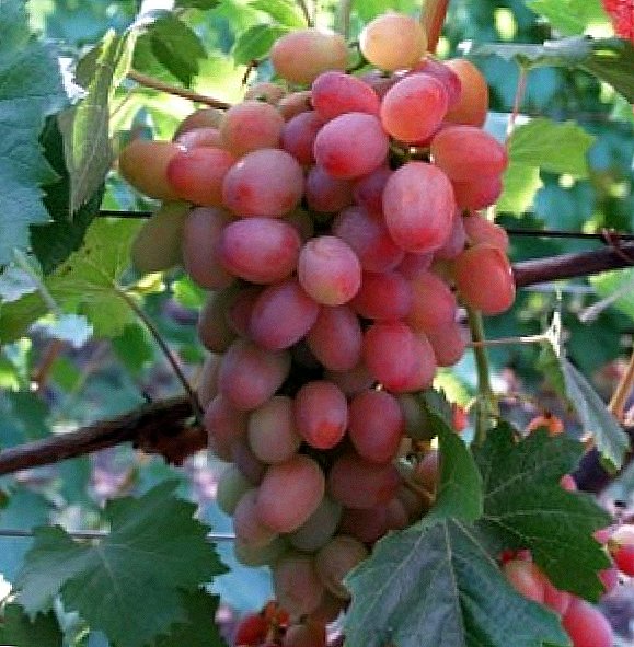 Grape variety "Helios"