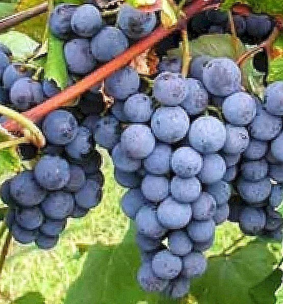 Grau de uvas "Isabella"