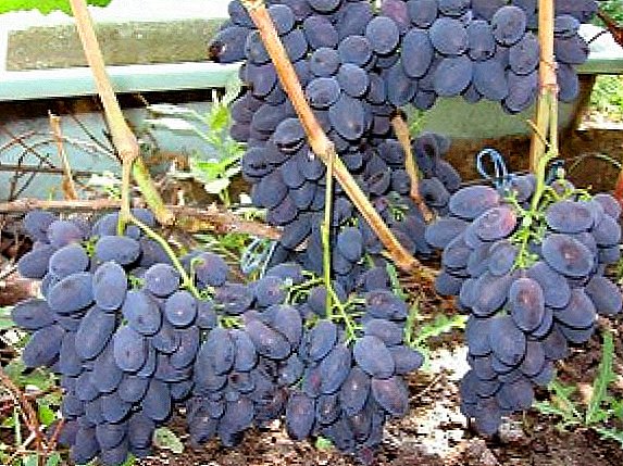 Vīnogu šķirne "Kodryanka"