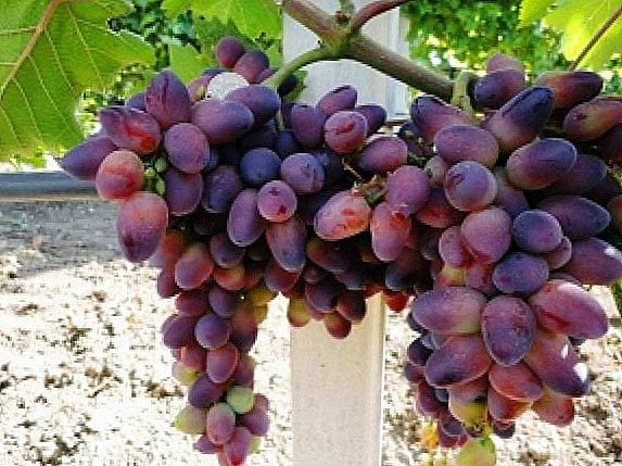 Variedad de uva "belleza"