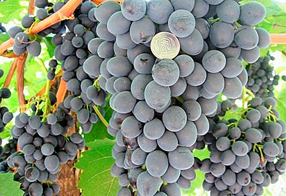 Grad af druer "Kuban": Beskrivelse og træk ved dyrkning
