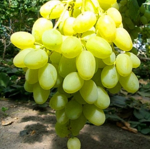 Grade of grapes "Lily of the valley"