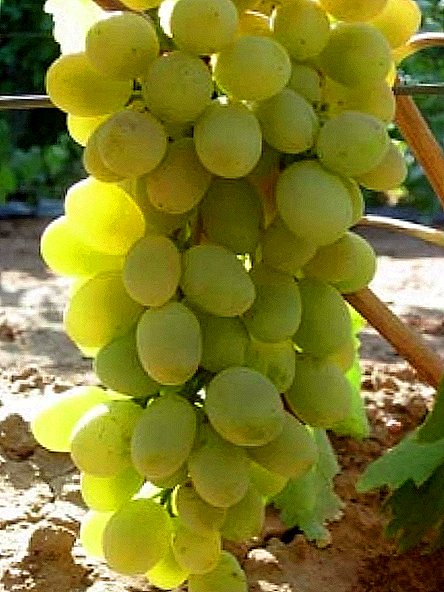 Grade of grapes "Lancelot"