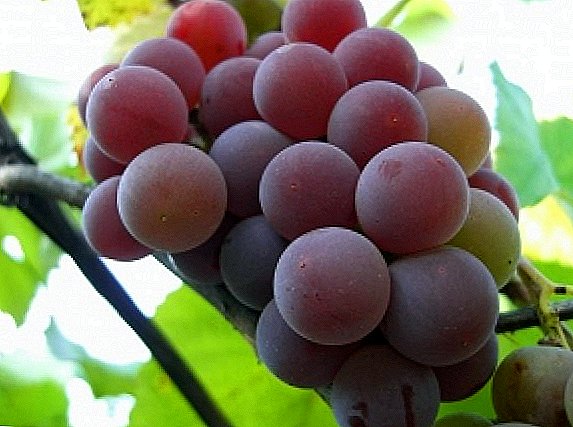 Grade of grapes "Lydia"