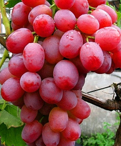 Variedad de uva "Libia"