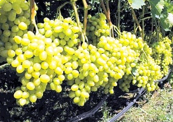 Grade of grapes "Laura"