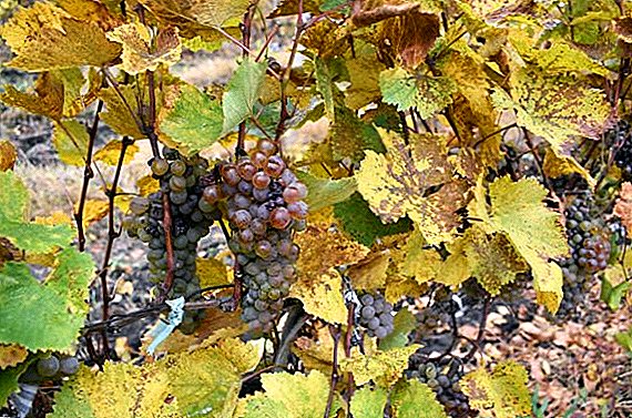 The grape variety Moldavian selection "Viorica"