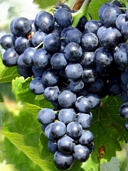 La variedad de uva "Moldavia"