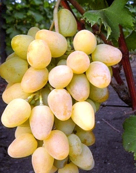 Grape variety "Monarch"