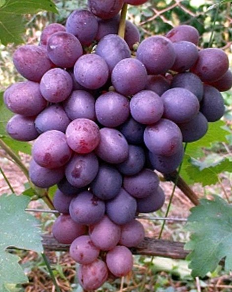 Variedade de uva "Nizina"