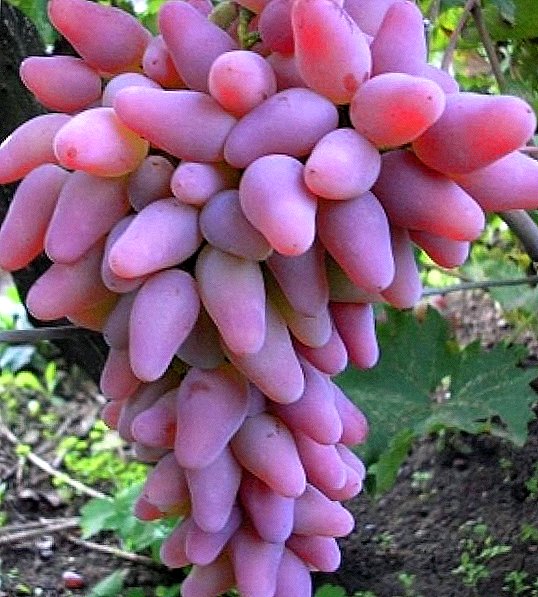Grape variety "Original"
