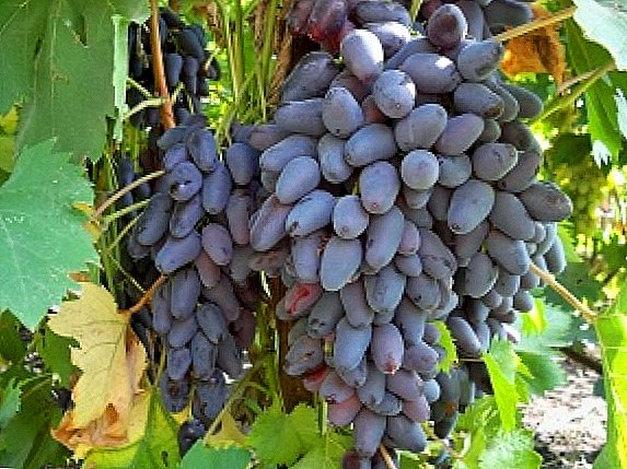 The grape variety "In Memory of the Negrulya"