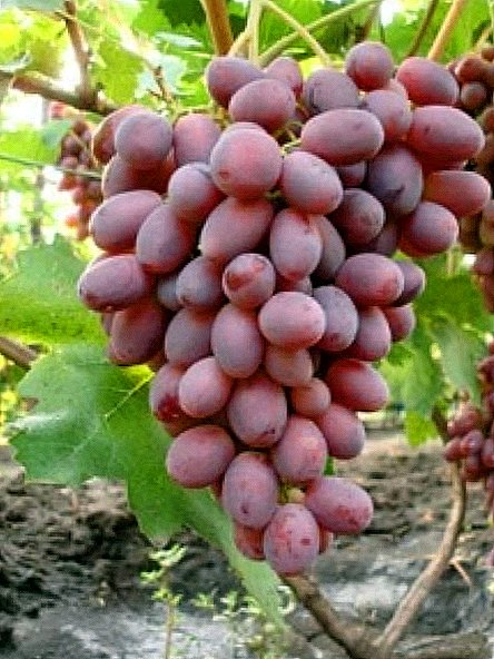 Rizamat grape variety