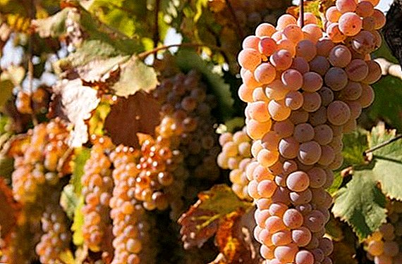 Grado de uva "Rkatsiteli" - descripción de la variedad, propiedades útiles, daño