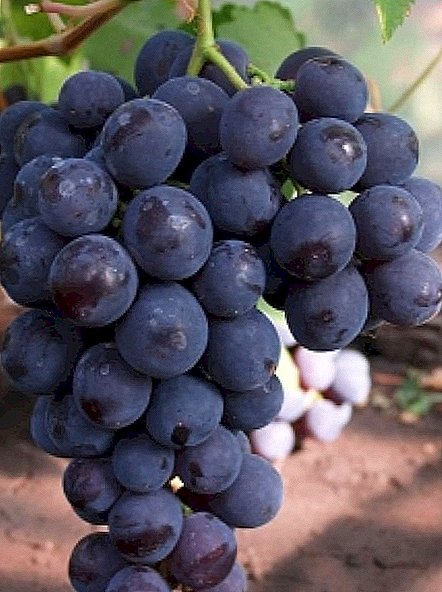 Сорт винограду "Рошфор"