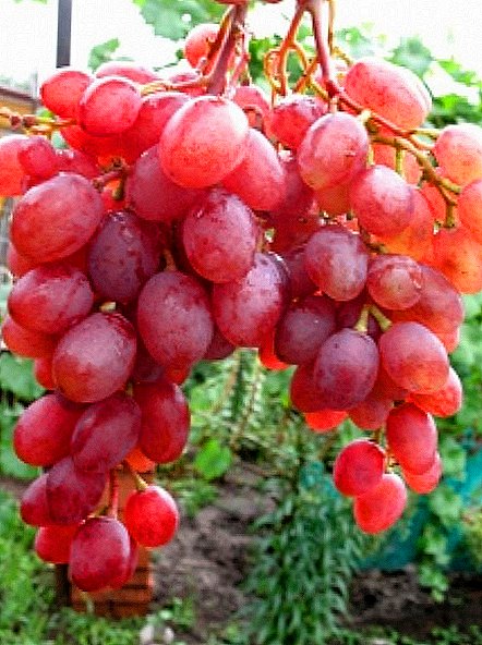 Grade of grapes "Rumba"