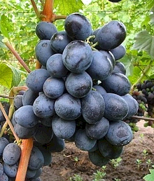 Сорт винограду "Руслан"