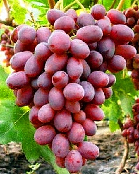Variedad de uva "Sensación"