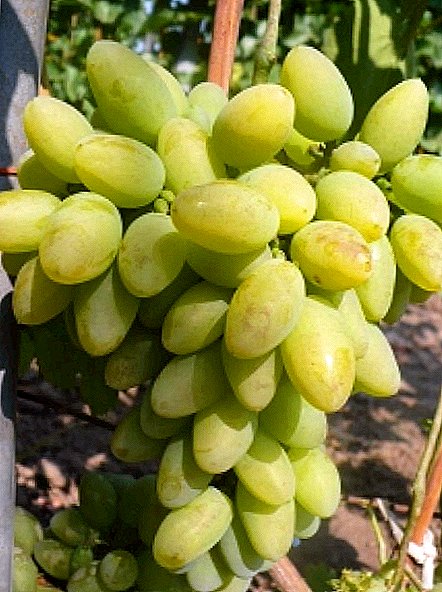 Grape variety "Timur"