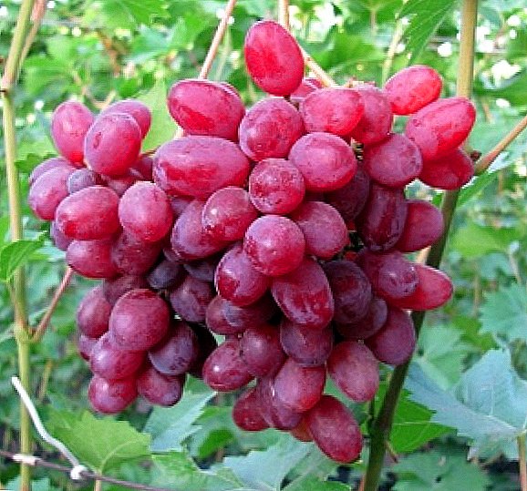 Grapes av druvor "Veles"