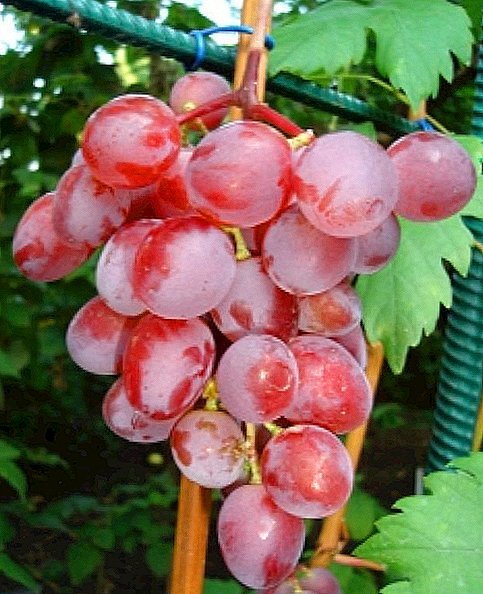 Grape variety "Victoria"