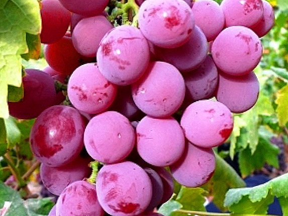 Grade of grapes "Vodogray"