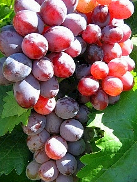 Grade of grapes "Volzhsky"