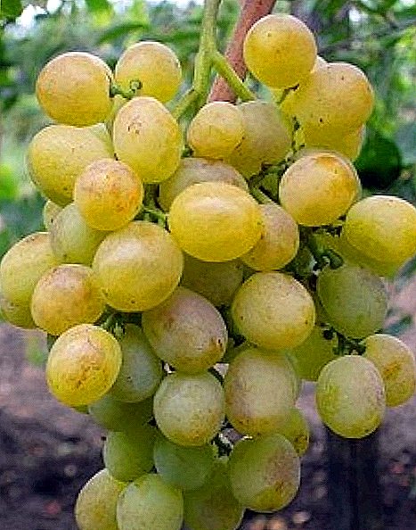 Grapes av druer "Delight"