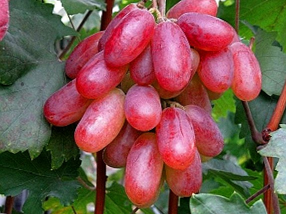 מגוון ענבים "יום השנה של Novocherkassk"