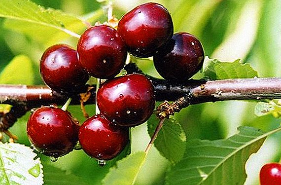 Kers variëteit "Wonderful Cherry": kenmerken en kenmerken, voors en tegens