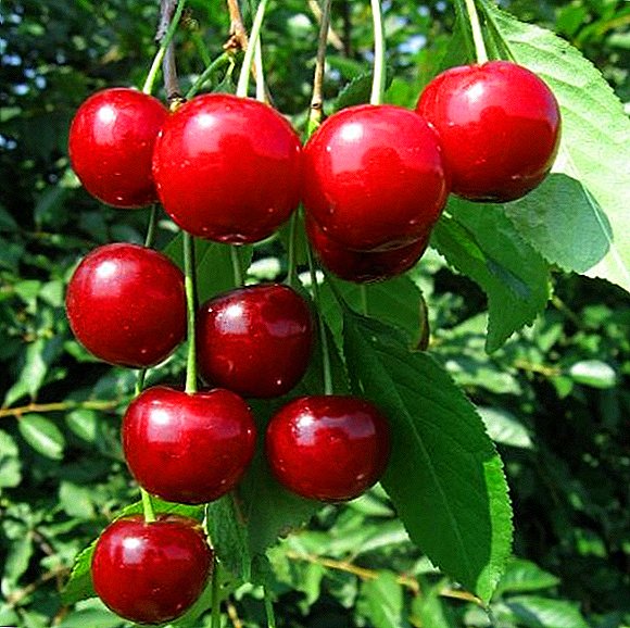 Cherry-lajike "Dessert Morozova": ominaisuudet, onnistuneen viljelyn salaisuudet
