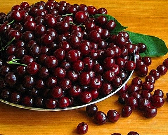 Cherry variety "Youth": description of the variety