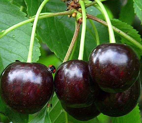 Cherry odroda "Nochka": foto a popis