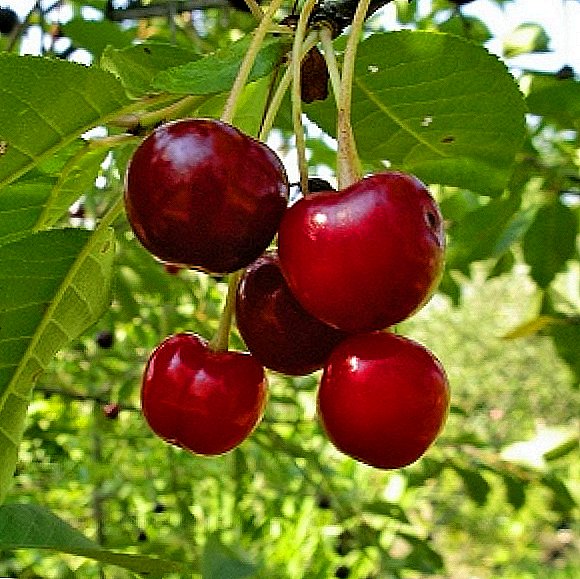 Kirsebær utvalg "Vladimirskaya"