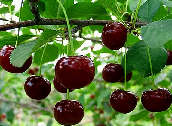 Cherry variety "Meeting": characteristics, cultivation agrotechnology