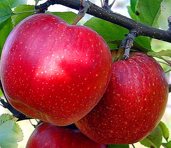 تنوع التفاح "Idared": الخصائص والمزايا والعيوب