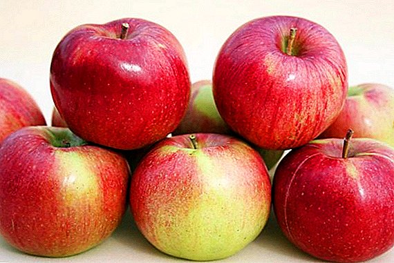 Forskellige æbler "Anis": egenskaber, typer, landbrugs dyrkning