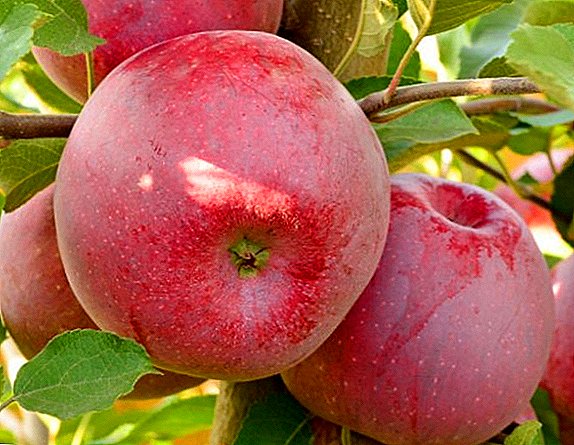 مجموعة متنوعة من التفاح "فلورين": الخصائص والمزايا والعيوب
