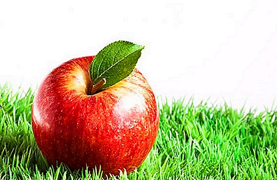 Forskellige æbler "Gala": egenskaber, fordele og ulemper
