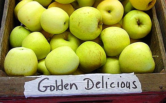 Applesort "Golden Delicious": egenskaper, dyrking agrotechnics