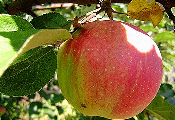 Çeşit elma "Fuska": özellikleri, avantajları ve dezavantajları